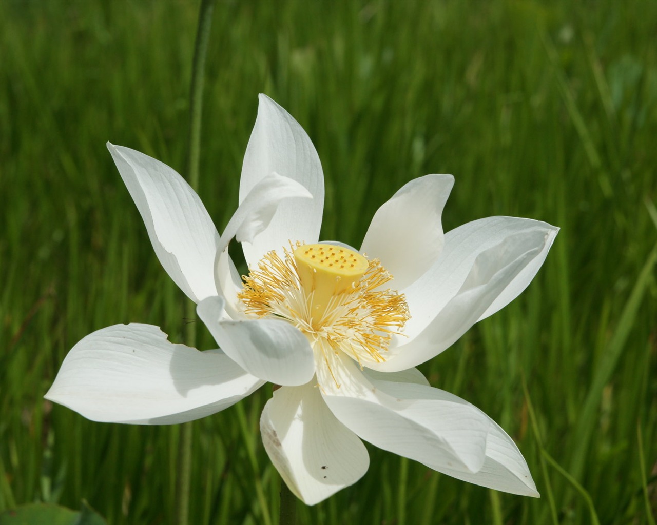 Lotus photo wallpaper (3) #20 - 1280x1024