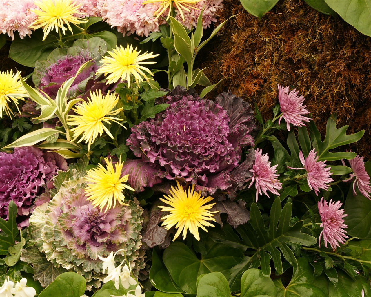 Barevné květy zdobí tapety (2) #13 - 1280x1024