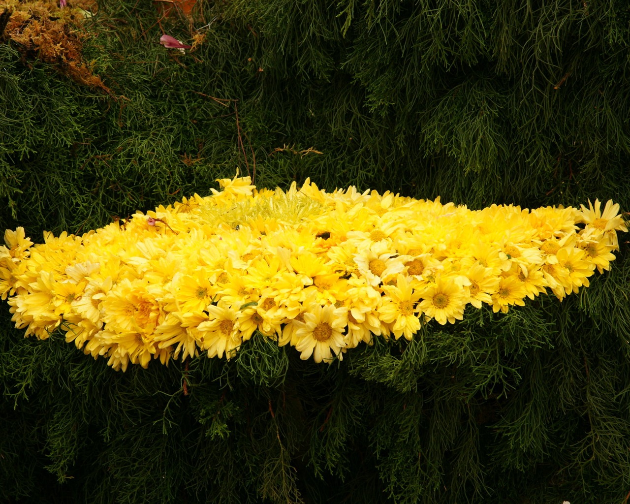 七彩花朵裝飾 壁紙(三) #5 - 1280x1024
