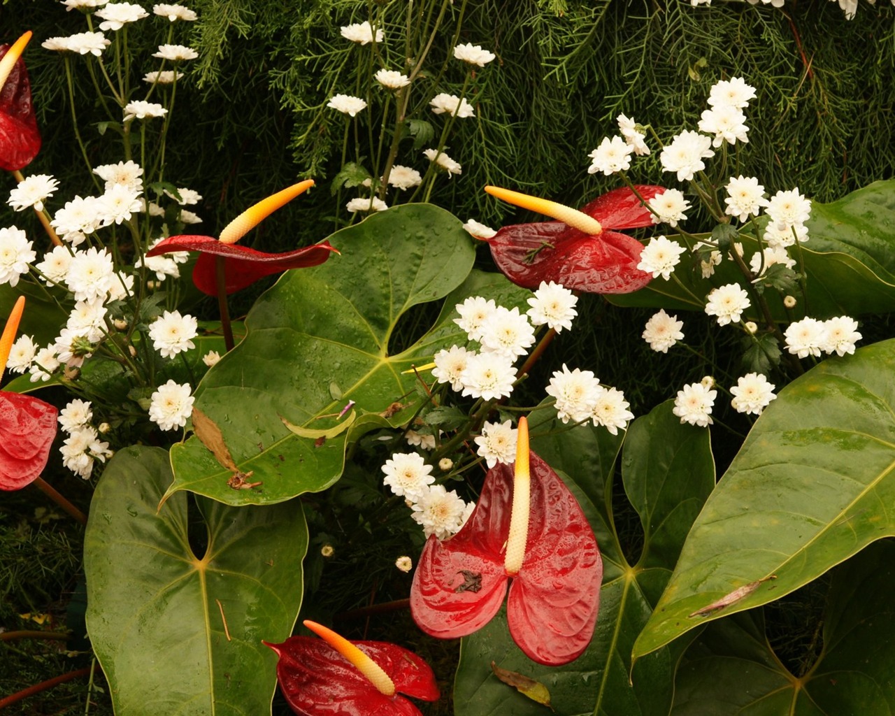 七彩花朵裝飾 壁紙(三) #6 - 1280x1024