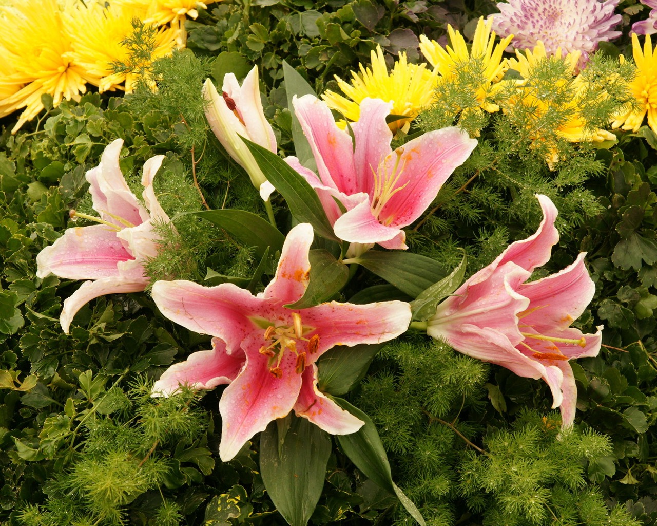 Barevné květy zdobí tapety (4) #2 - 1280x1024