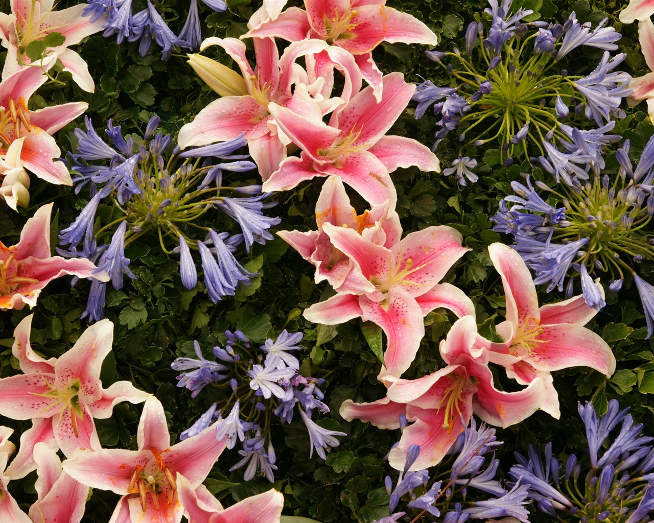 fleurs colorées décorent fond d'écran (4) #6 - 1280x1024