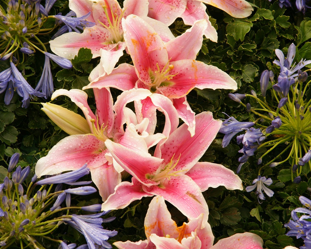 fleurs colorées décorent fond d'écran (4) #7 - 1280x1024