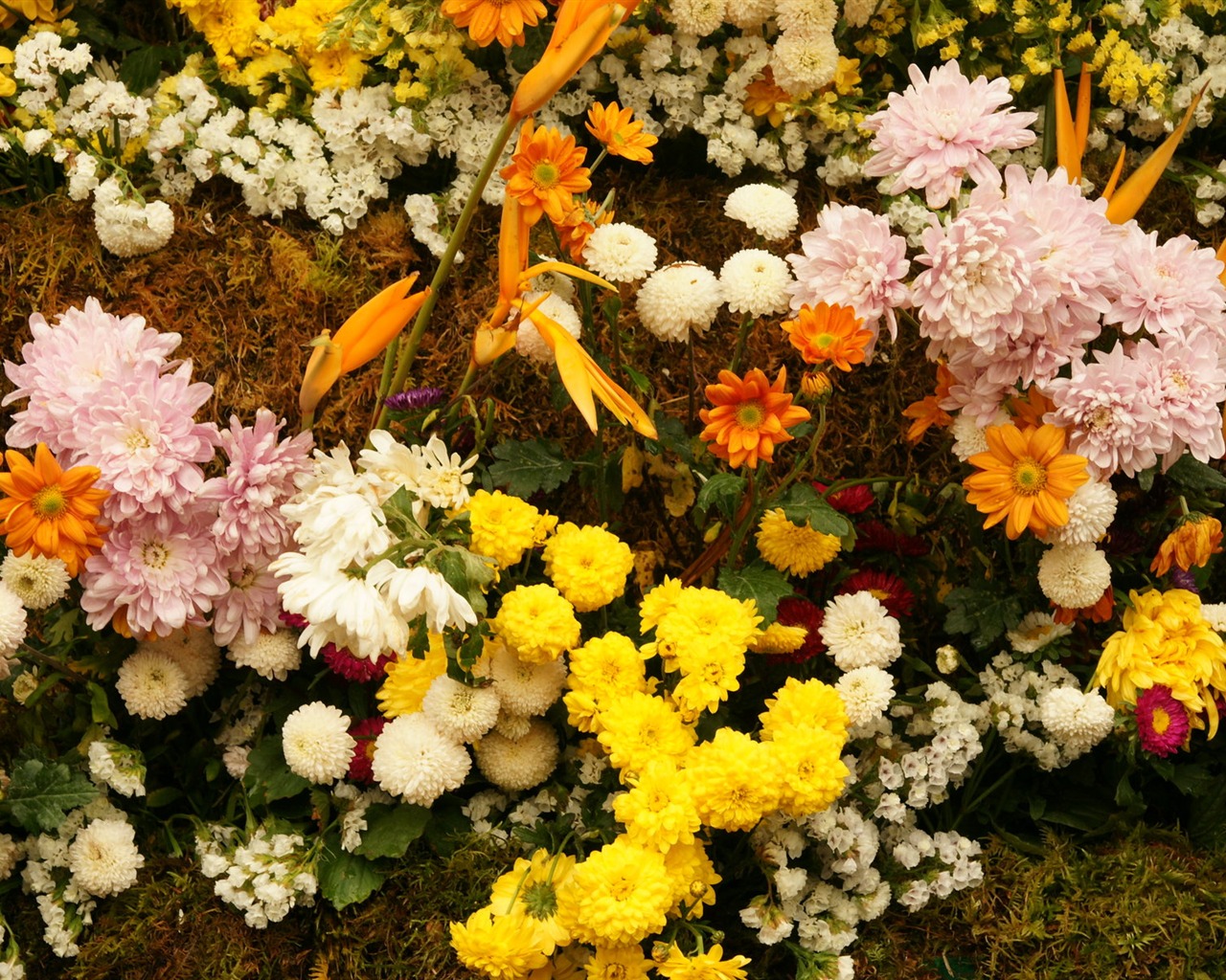 Barevné květy zdobí tapety (4) #9 - 1280x1024