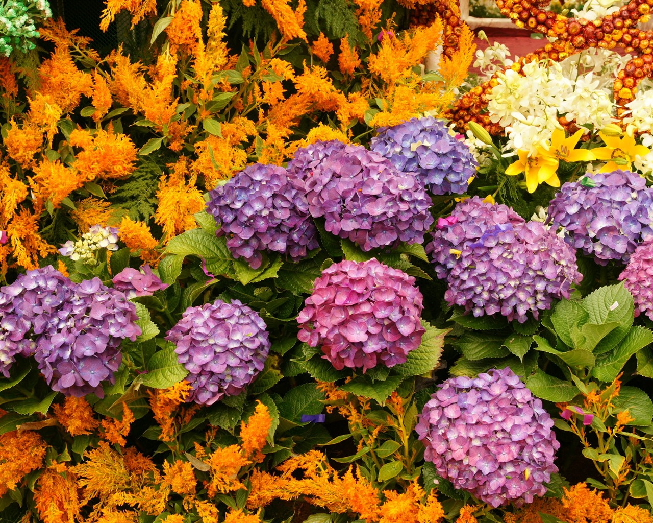 fleurs colorées décorent fond d'écran (4) #13 - 1280x1024