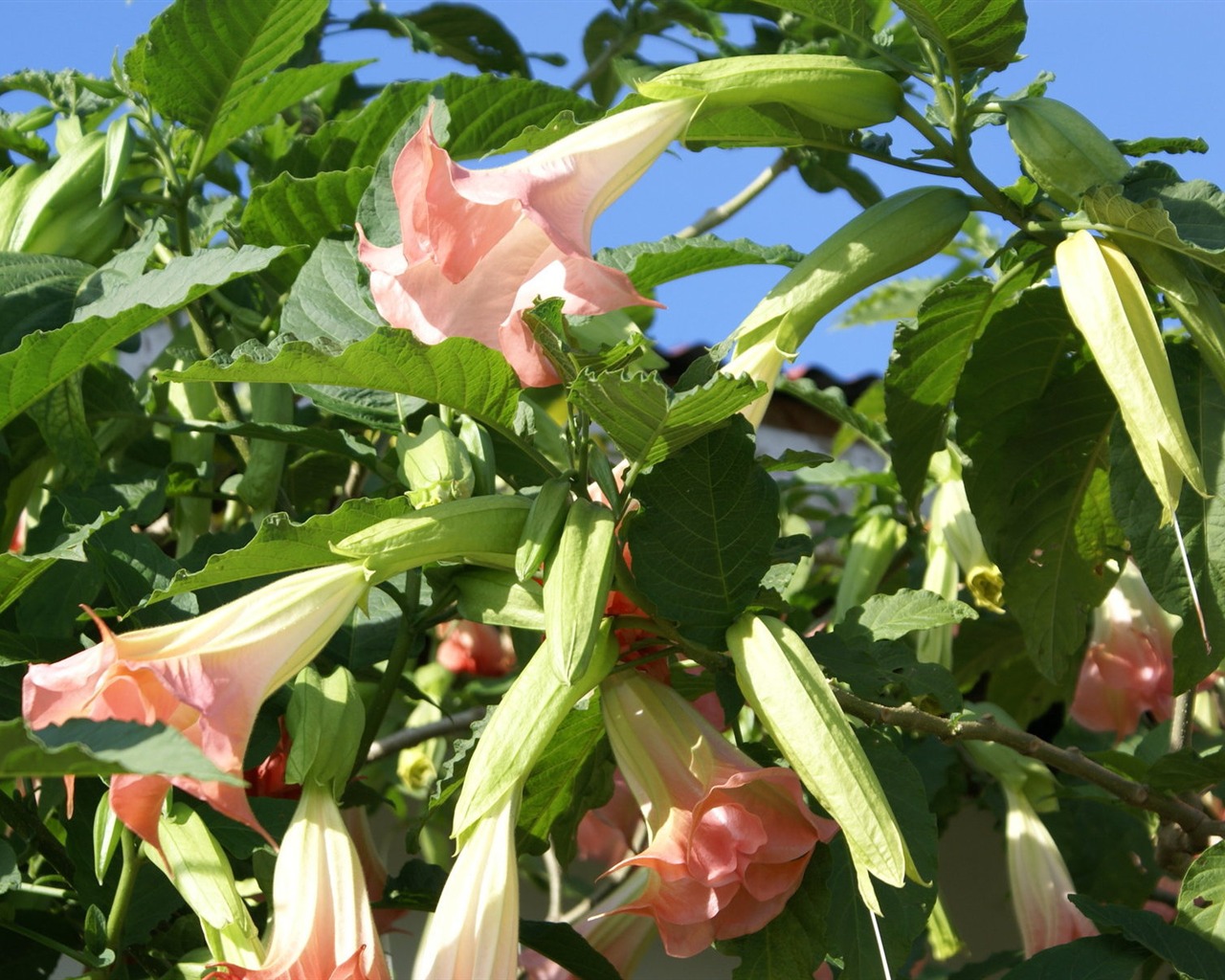 宽屏鲜花特写 壁纸(31)2 - 1280x1024