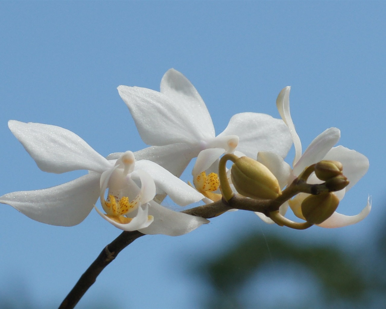 Widescreen wallpaper flowers close-up (31) #10 - 1280x1024