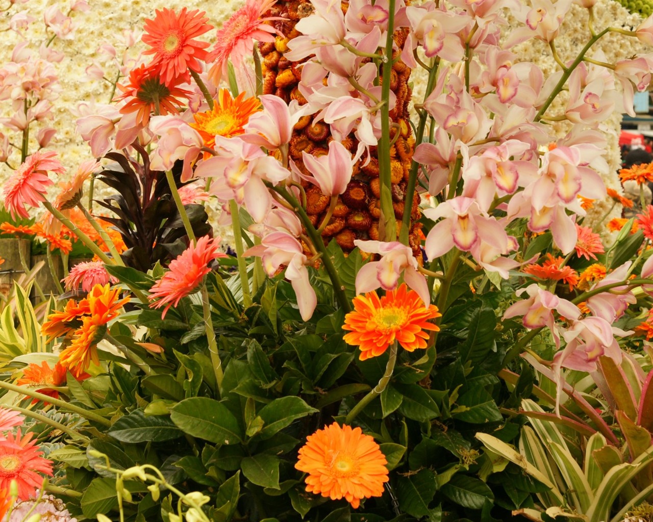 Widescreen wallpaper flowers close-up (31) #18 - 1280x1024