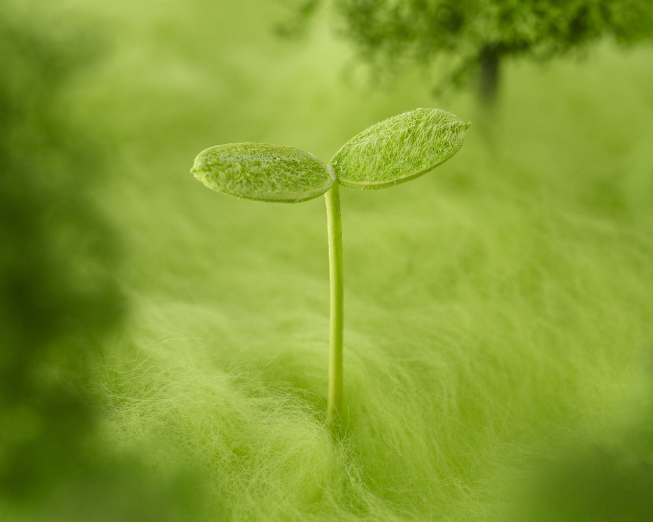 Green and Natural Wallpaper (1) #13 - 1280x1024