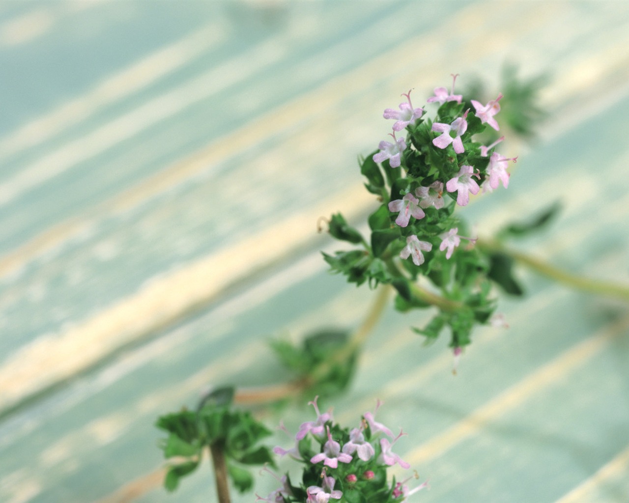 fonds d'écran à base de plantes et la vie #31 - 1280x1024