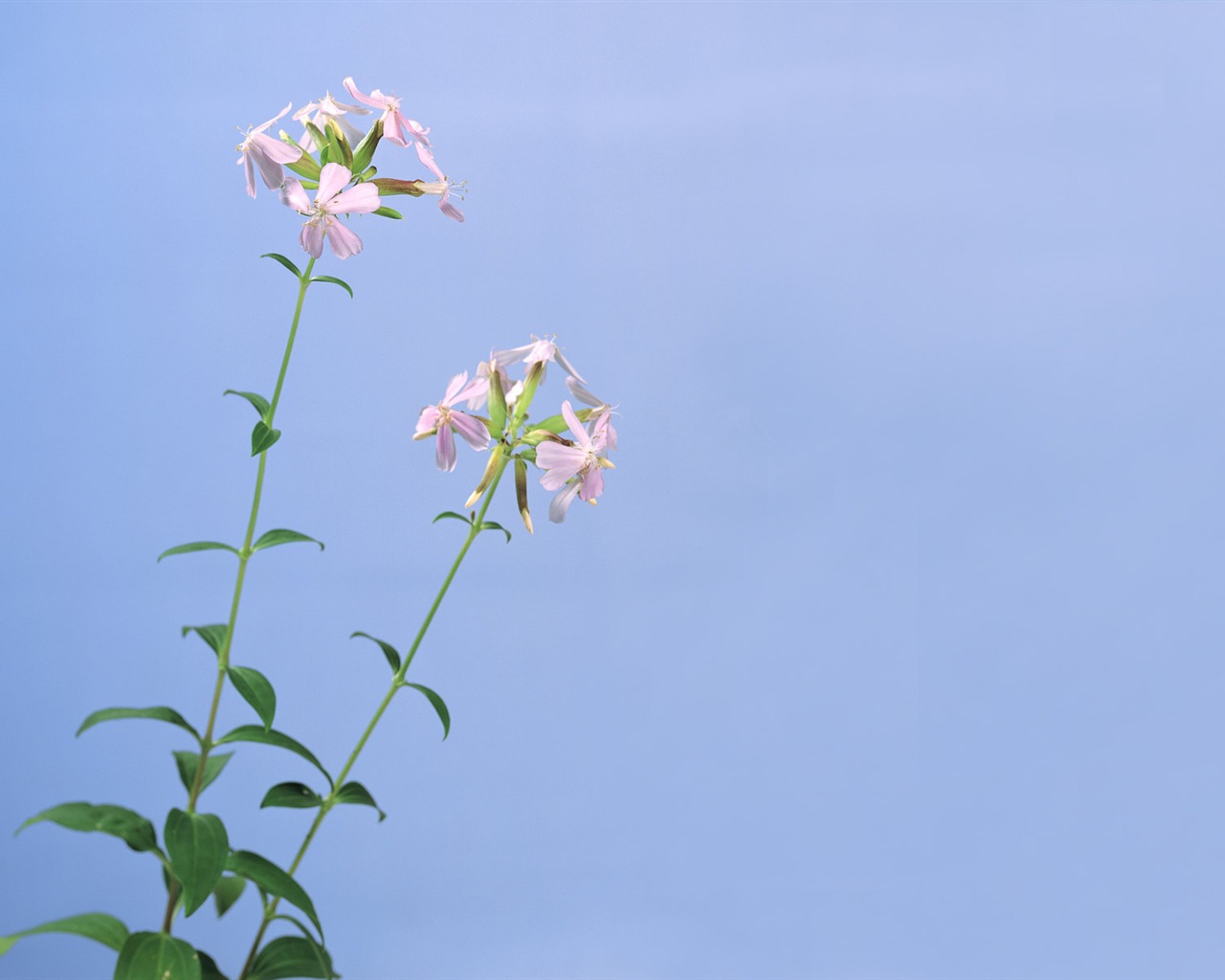 fonds d'écran à base de plantes et la vie #32 - 1280x1024