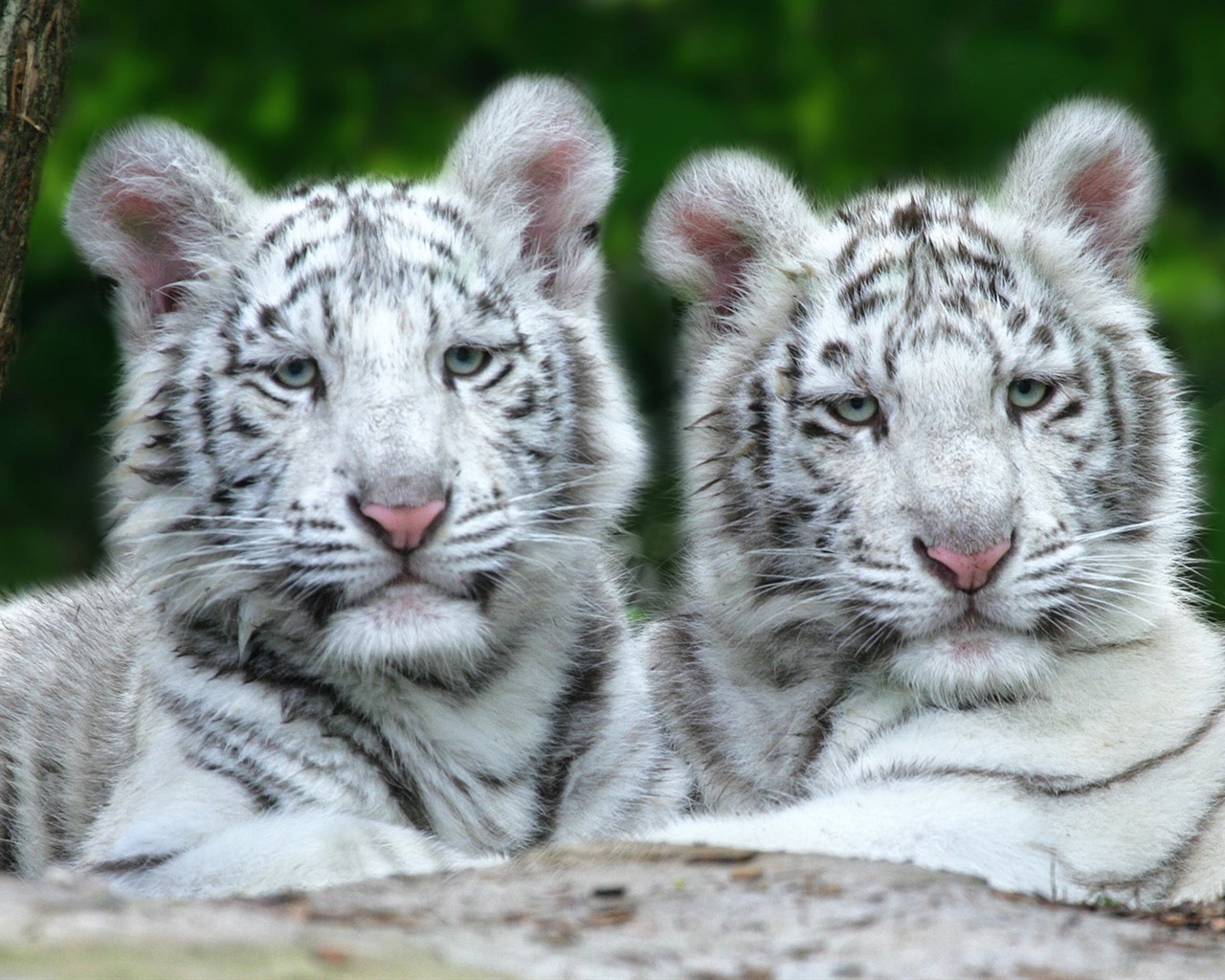 Animal Widescreen Wallpapers Collection (26) #11 - 1280x1024