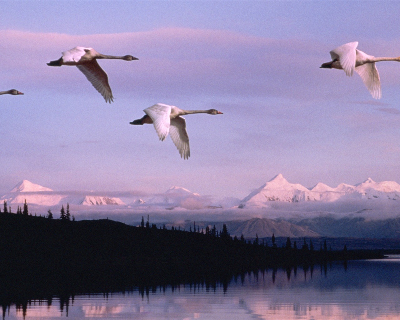 Animal Widescreen Wallpapers Collection (26) #15 - 1280x1024