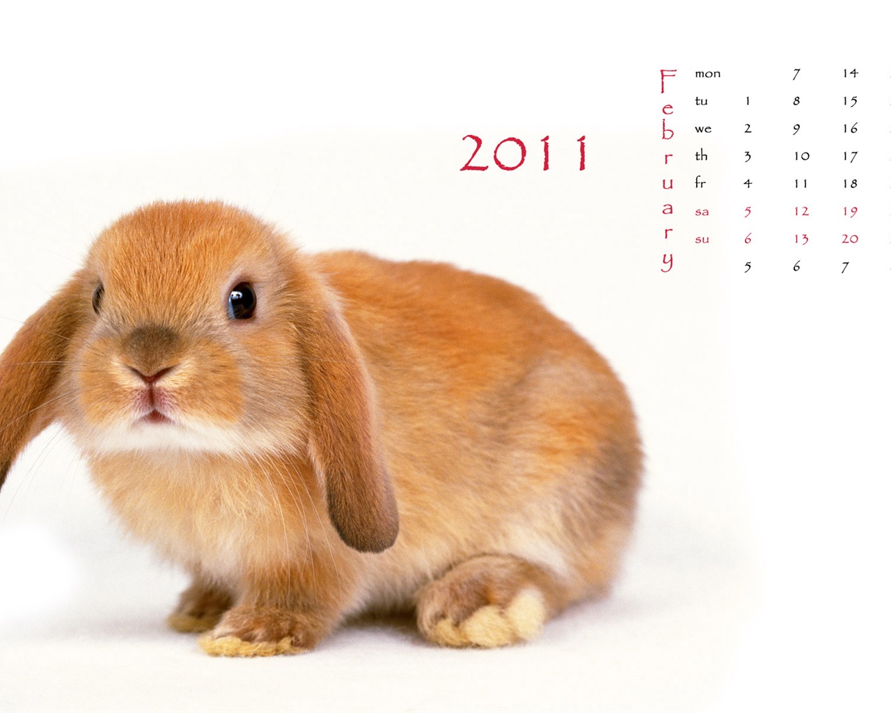 Year of the Rabbit 2011 calendar wallpaper (1) #1 - 1280x1024