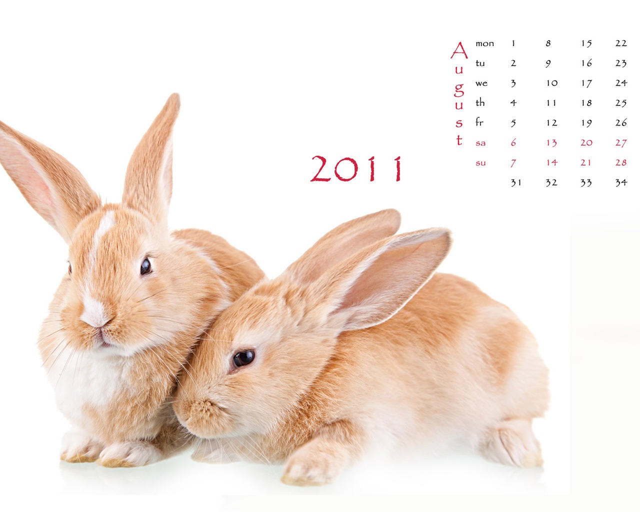 Year of the Rabbit 2011 calendar wallpaper (1) #8 - 1280x1024