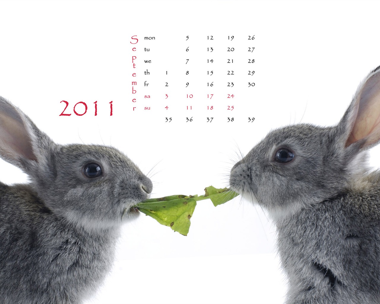 Year of the Rabbit 2011 calendar wallpaper (1) #9 - 1280x1024