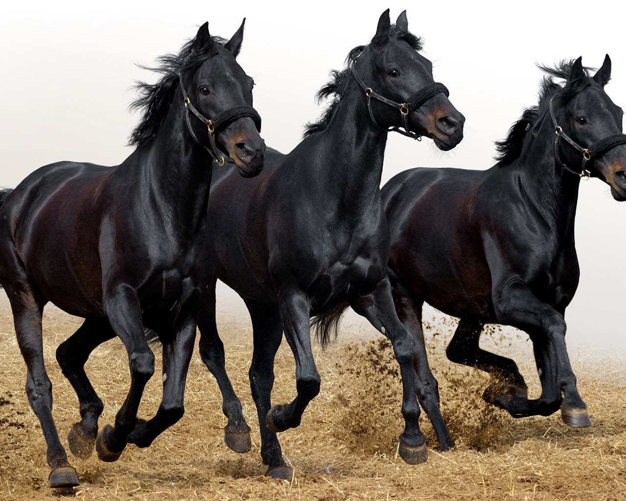 Super horse photo wallpaper (1) #2 - 1280x1024