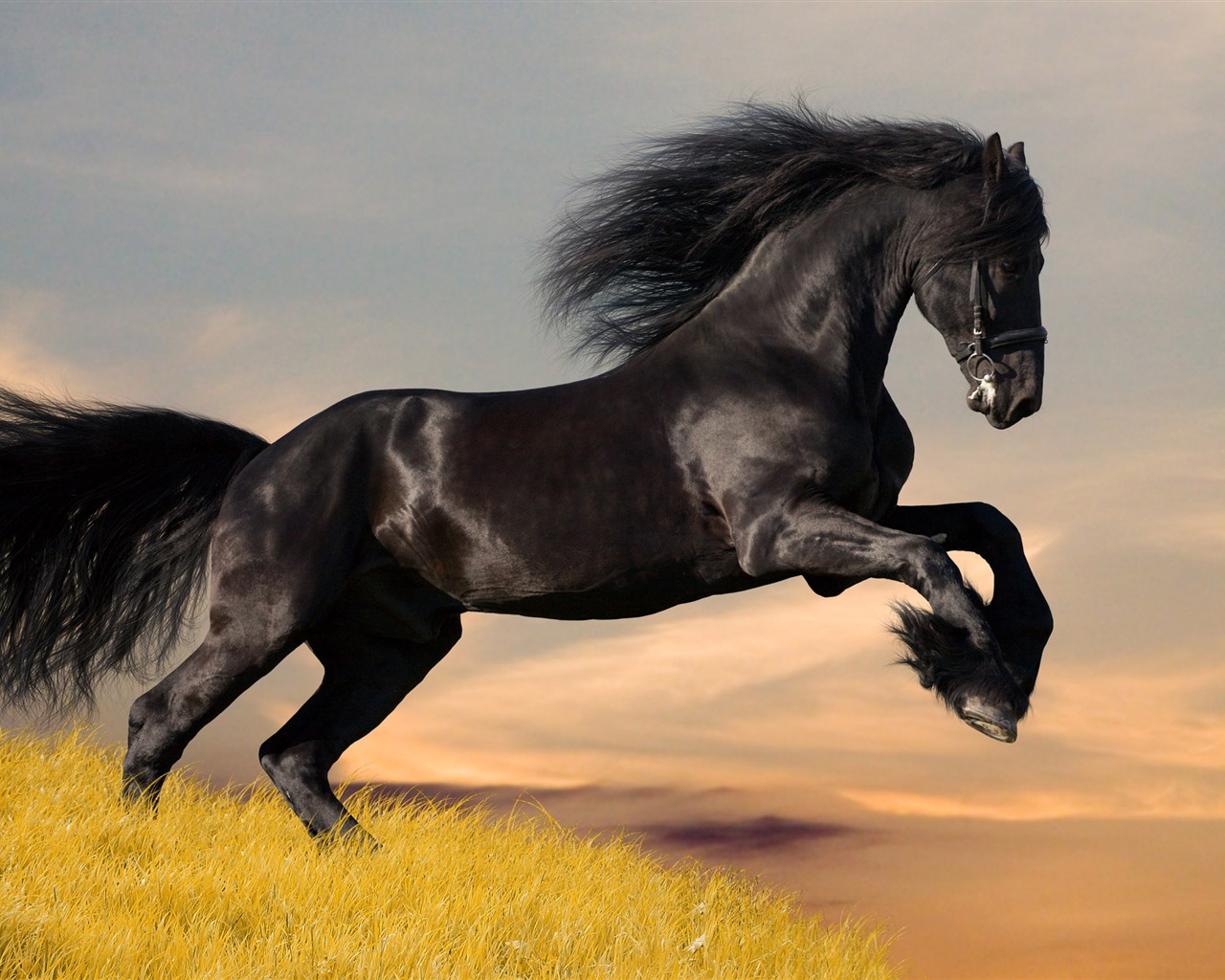 Супер лошадь фото обои (1) #7 - 1280x1024