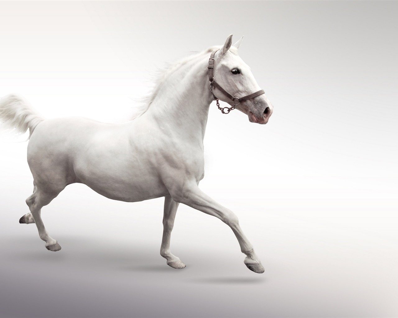 Super horse photo wallpaper (1) #15 - 1280x1024