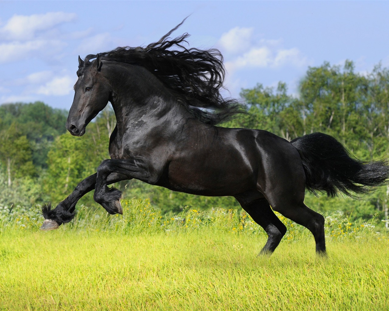 Super horse photo wallpaper (1) #20 - 1280x1024