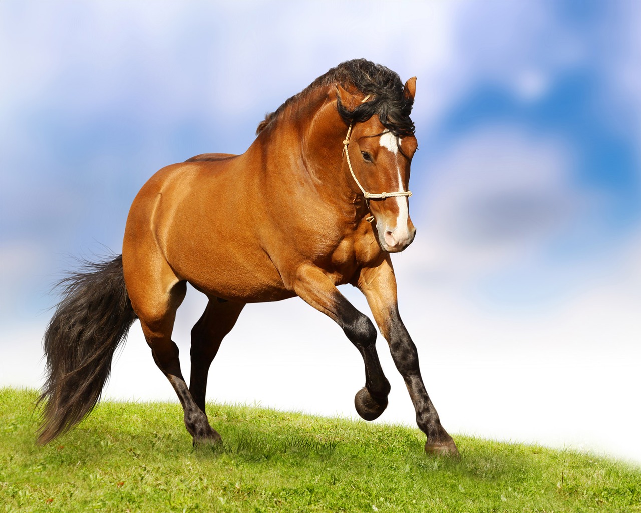 Super horse photo wallpaper (2) #1 - 1280x1024