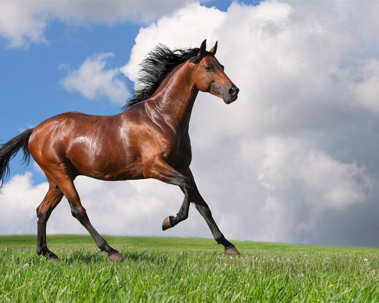 Super horse photo wallpaper (2) #2 - 1280x1024