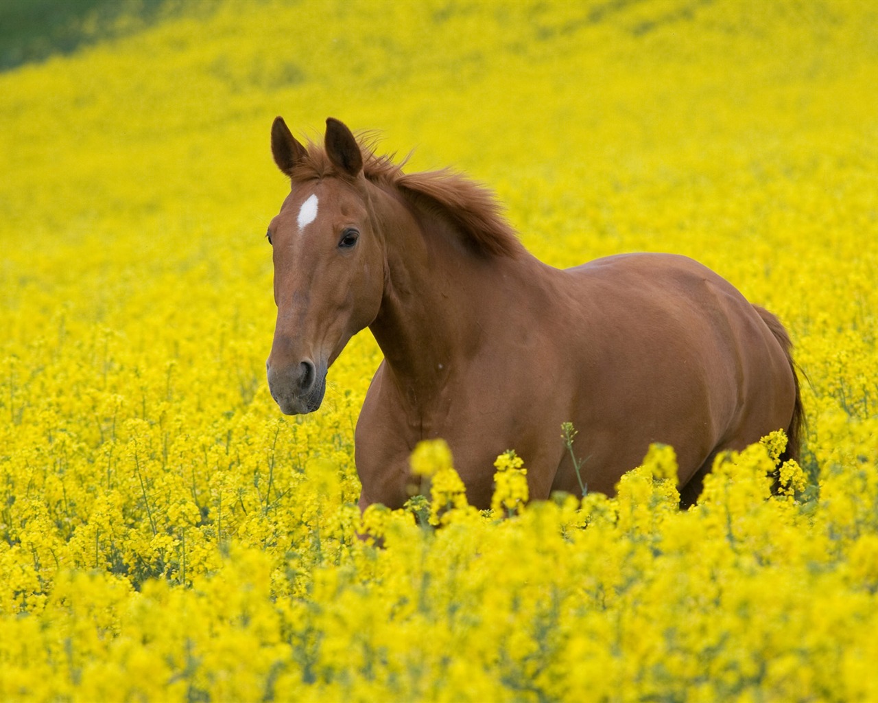 Super horse photo wallpaper (2) #3 - 1280x1024