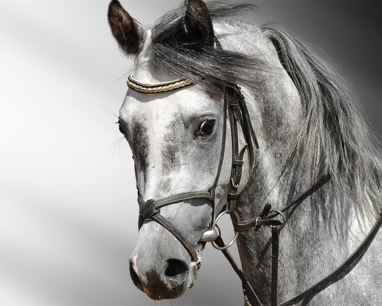 Super horse photo wallpaper (2) #9 - 1280x1024