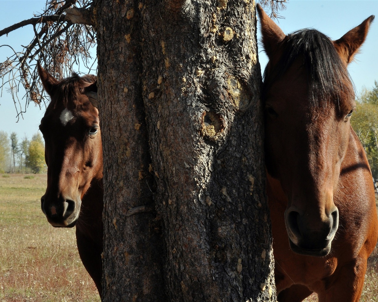 Super horse photo wallpaper (2) #10 - 1280x1024