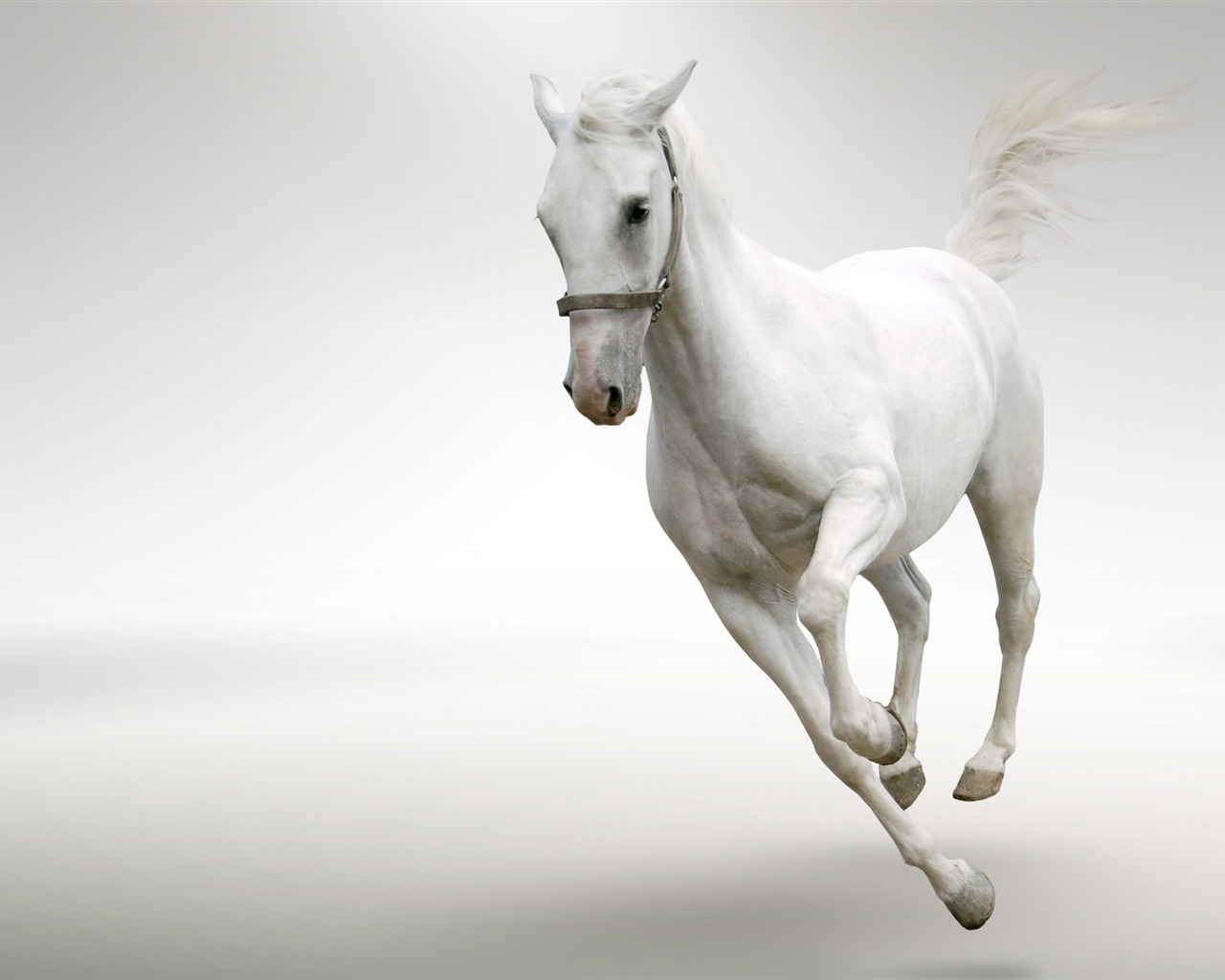 Super horse photo wallpaper (2) #14 - 1280x1024