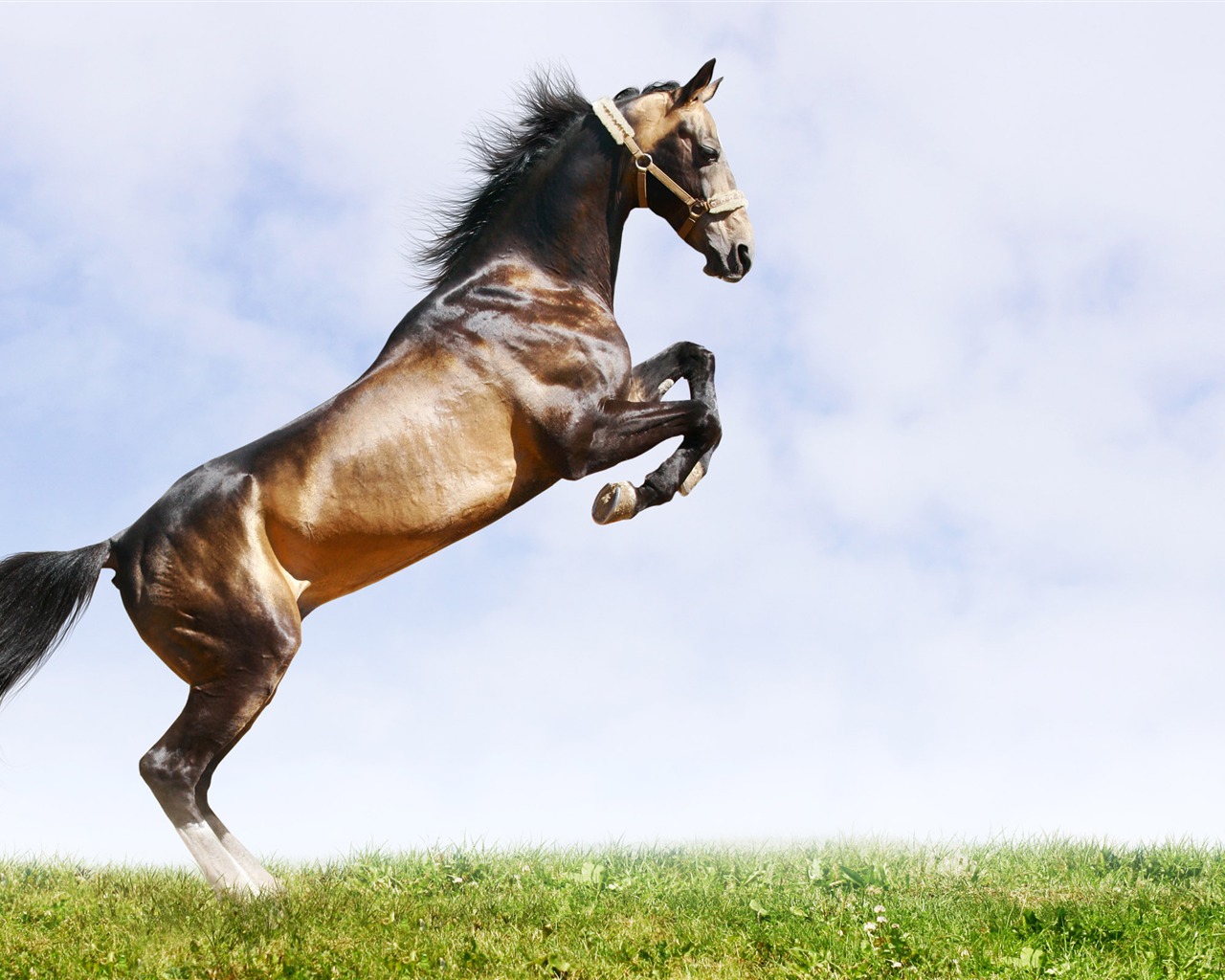 Super horse photo wallpaper (2) #15 - 1280x1024