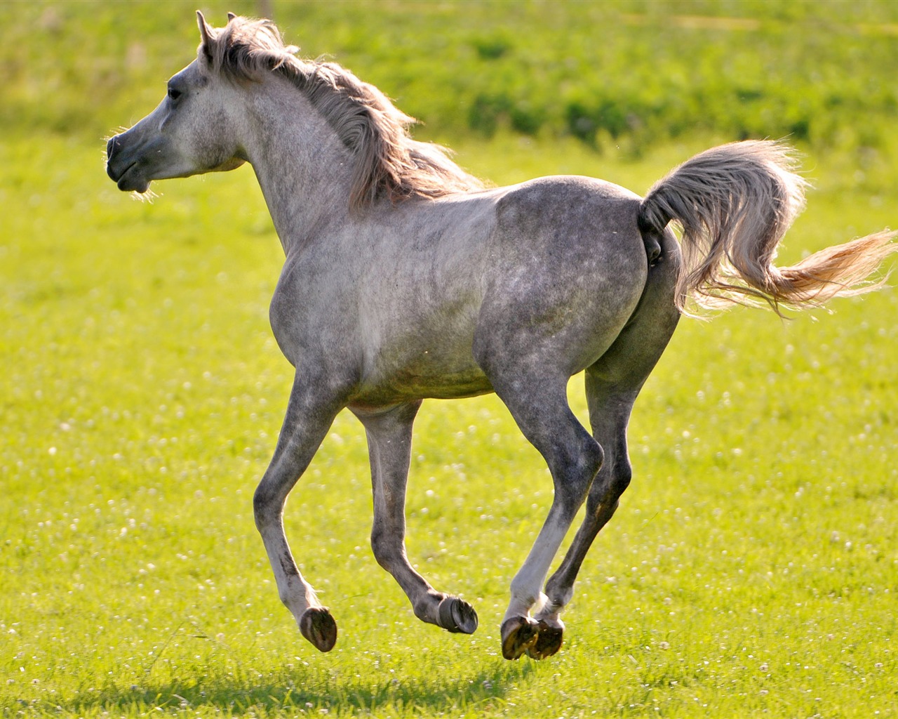 Super horse photo wallpaper (2) #18 - 1280x1024