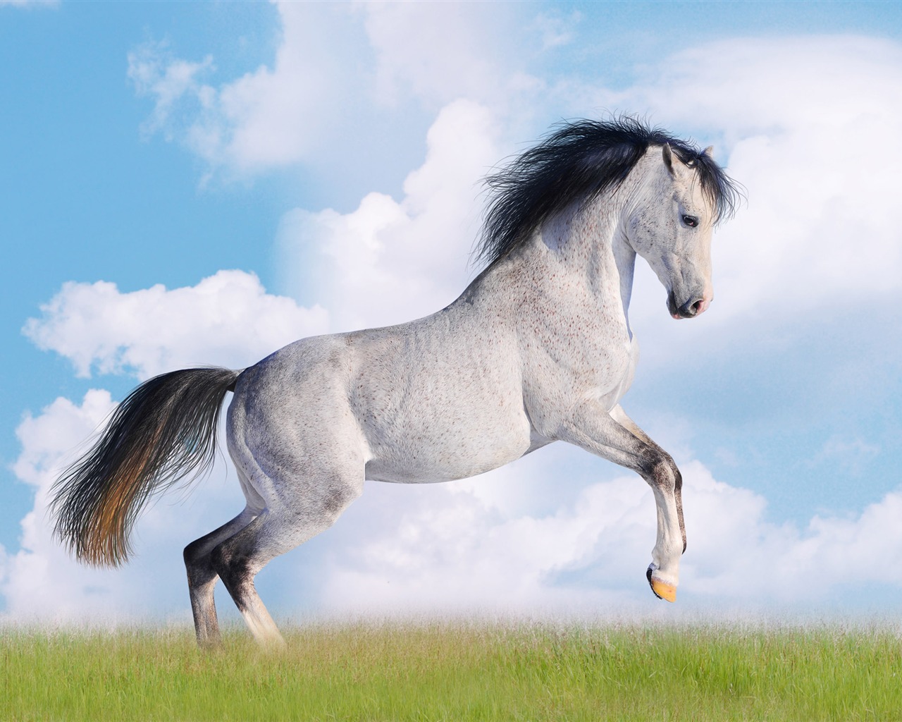 Super horse photo wallpaper (2) #20 - 1280x1024