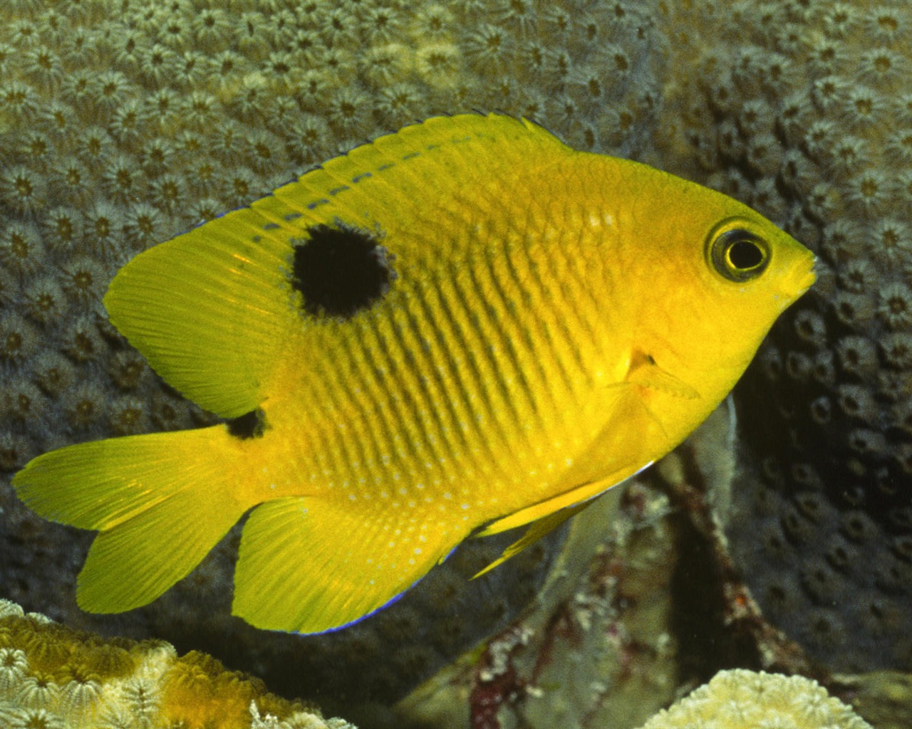 Zábava Underwater World (7) #4 - 1280x1024