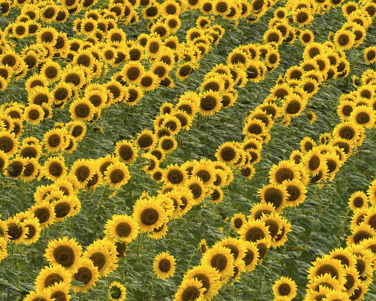 Tapety Krajina Kolekce (61) #6 - 1280x1024