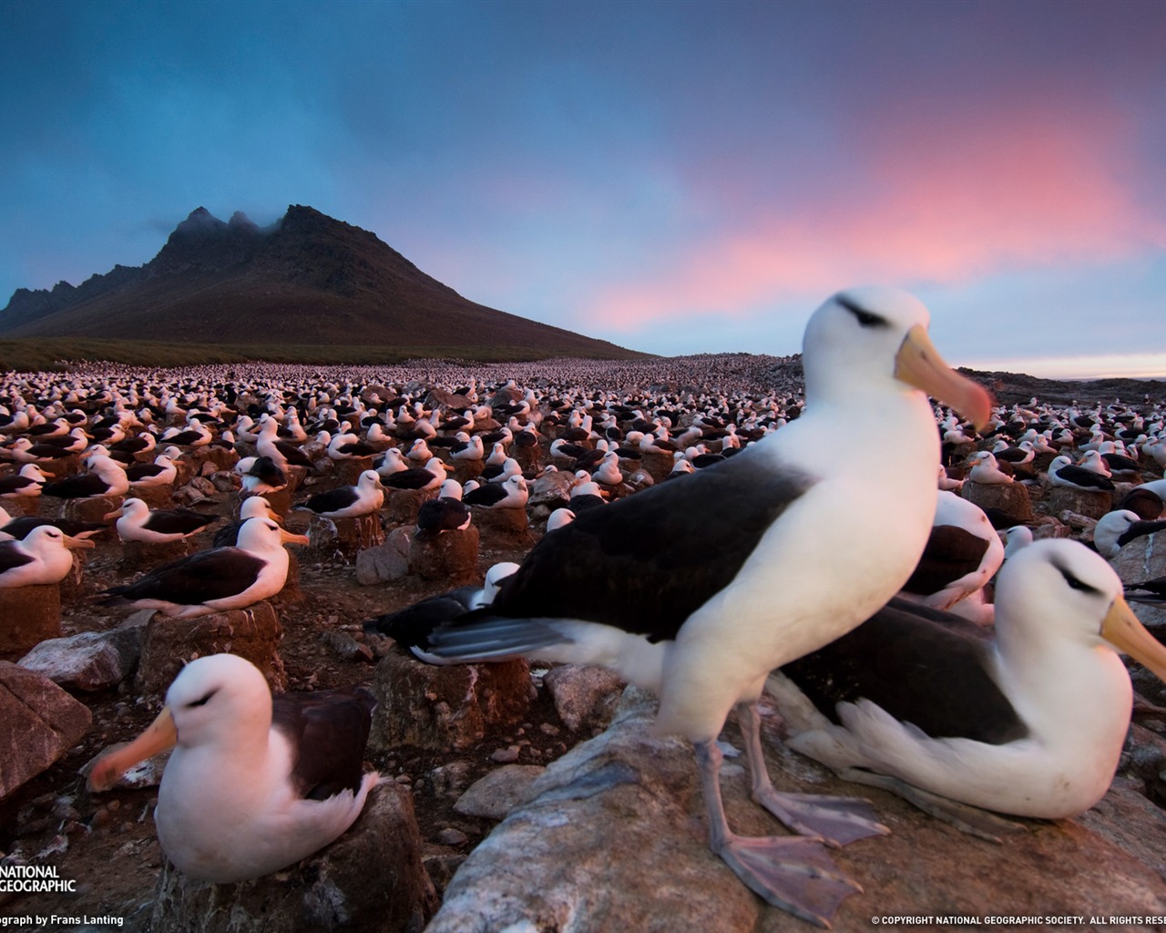 National Geographic album papier peint des animaux (8) #5 - 1280x1024