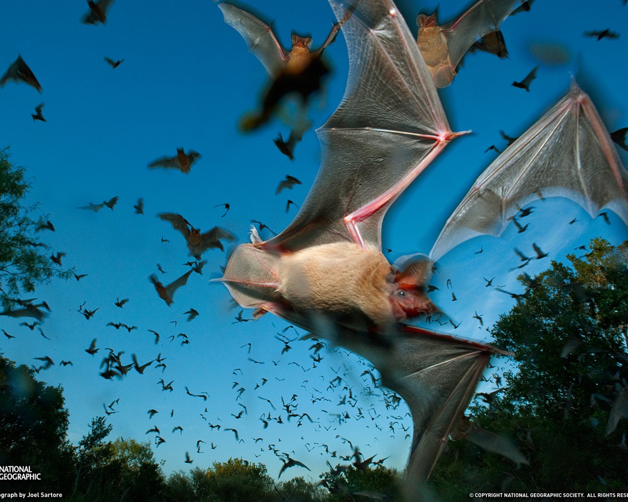 National Geographic album papier peint des animaux (9) #2 - 1280x1024