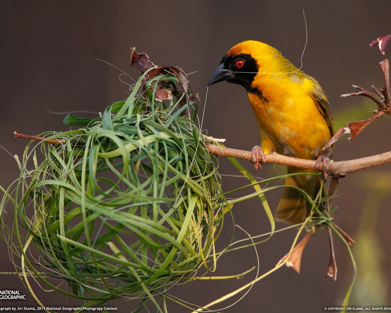 National Geographic animal wallpaper album (9) #8 - 1280x1024