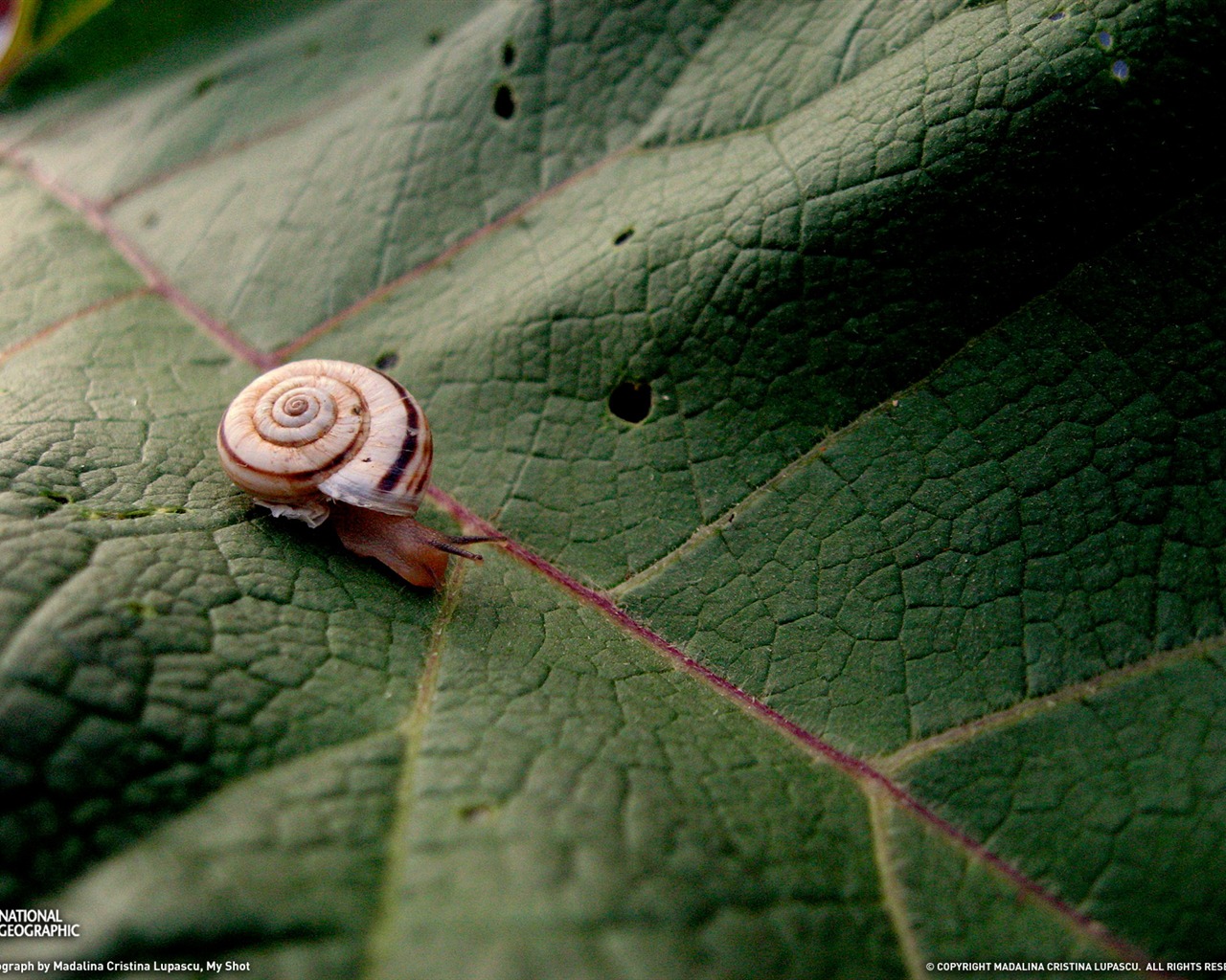 National Geographic animal wallpaper album (9) #11 - 1280x1024