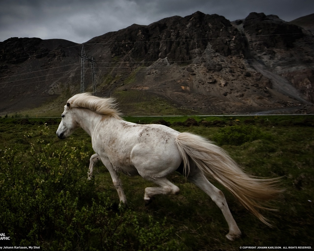 National Geographic animal wallpaper album (9) #13 - 1280x1024