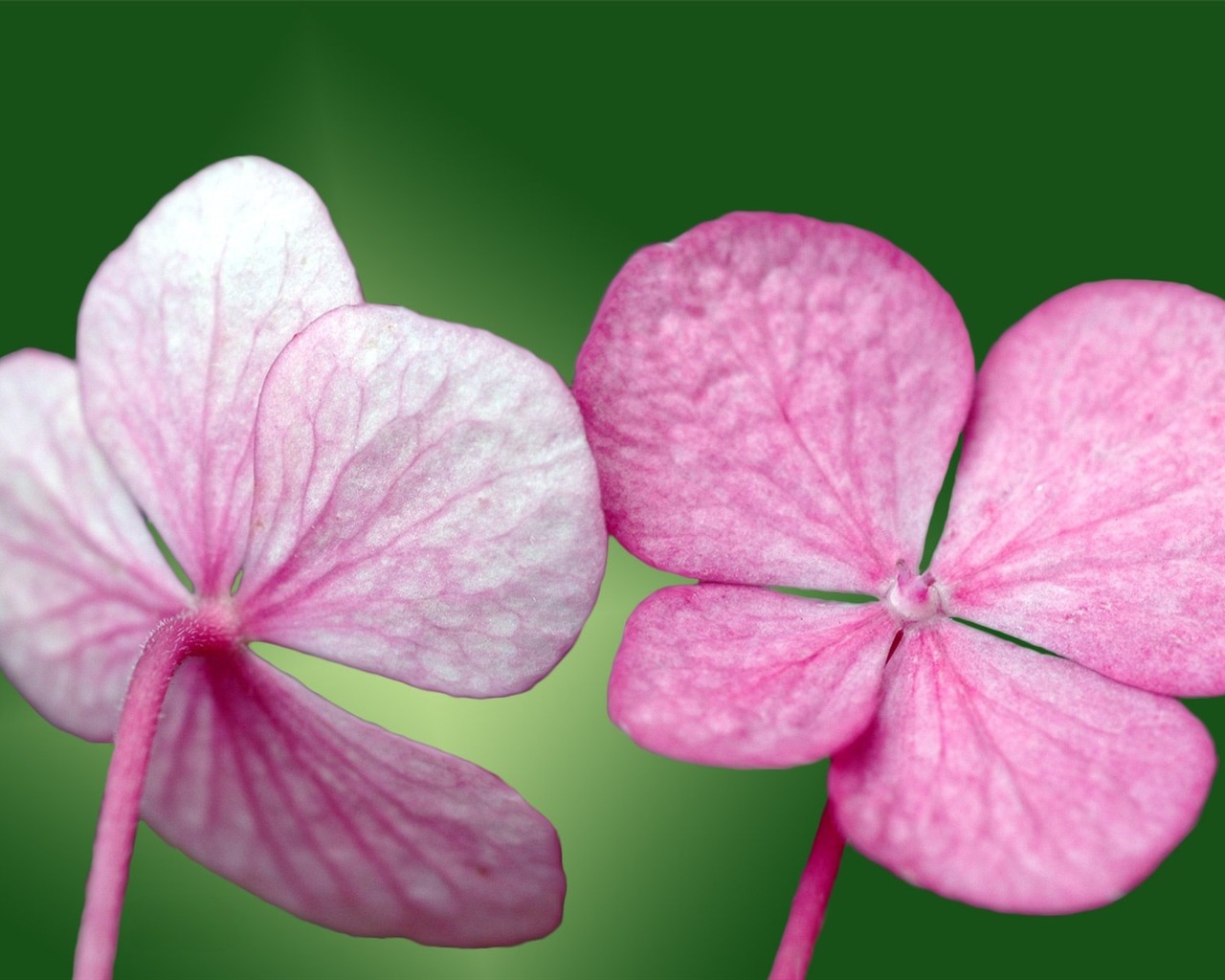 Pairs of flowers and green leaves wallpaper (1) #1 - 1280x1024