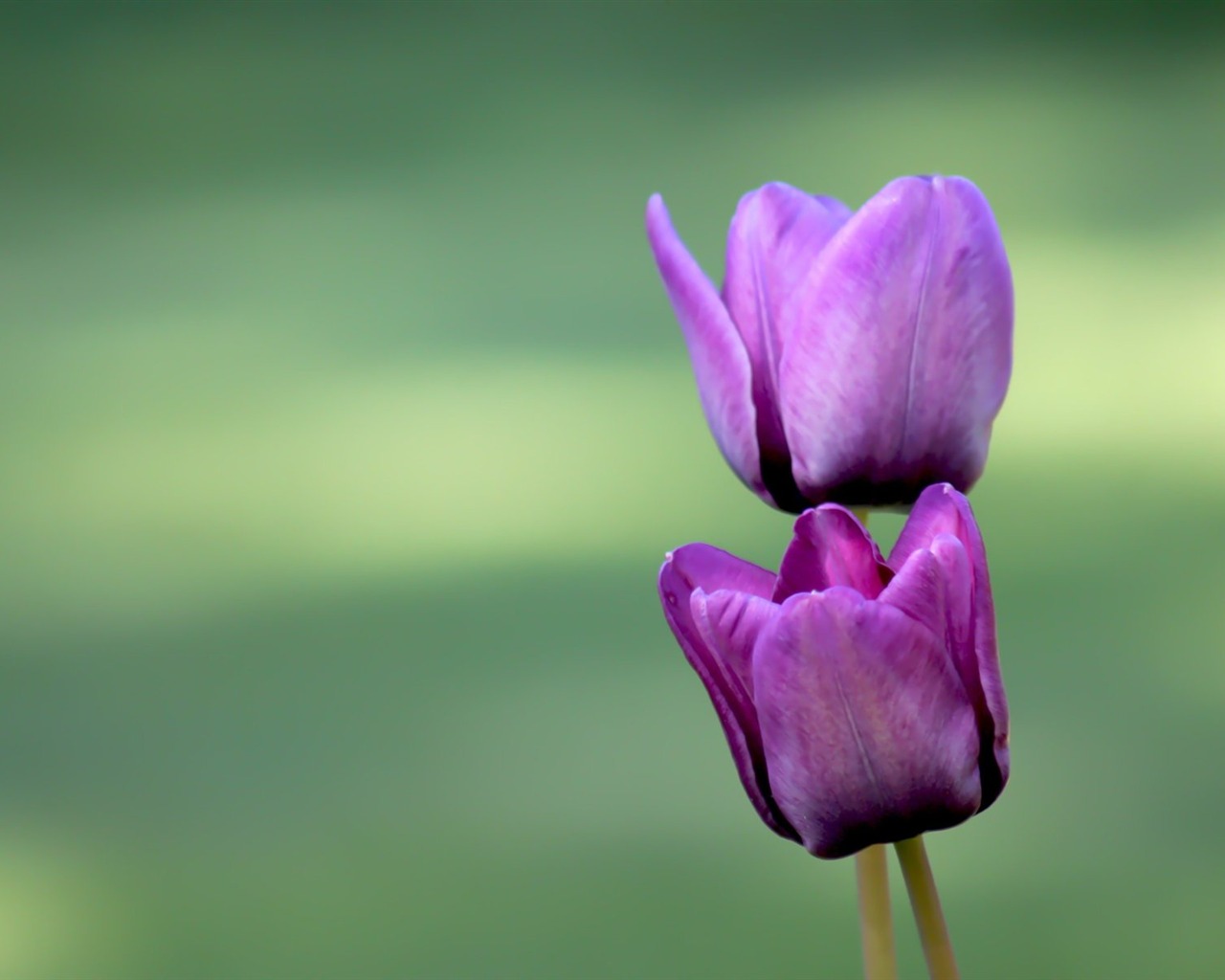 Pairs of flowers and green leaves wallpaper (1) #2 - 1280x1024