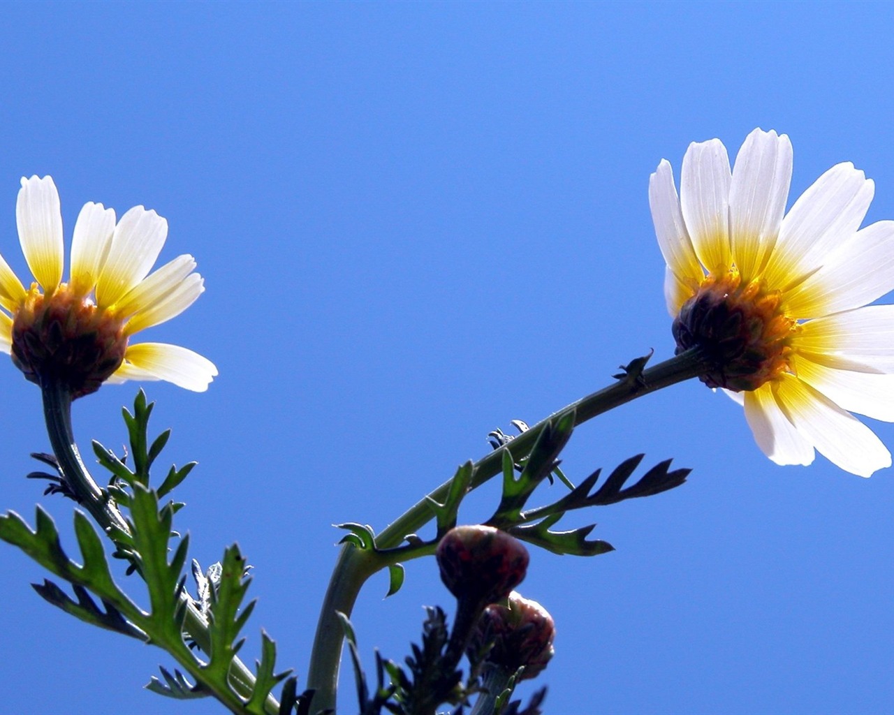 Pairs of flowers and green leaves wallpaper (1) #6 - 1280x1024