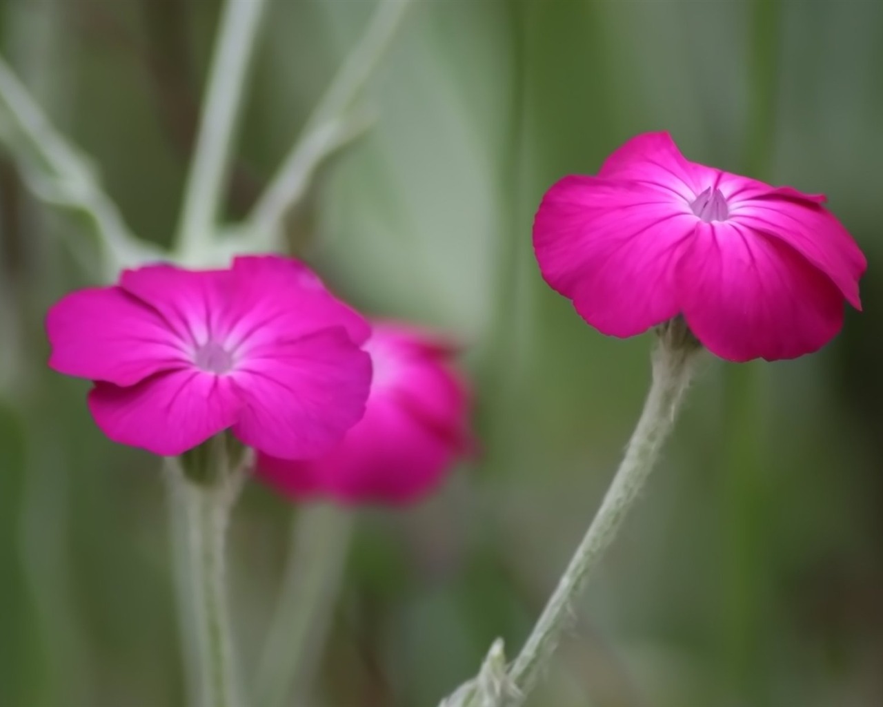 Pairs of flowers and green leaves wallpaper (1) #7 - 1280x1024