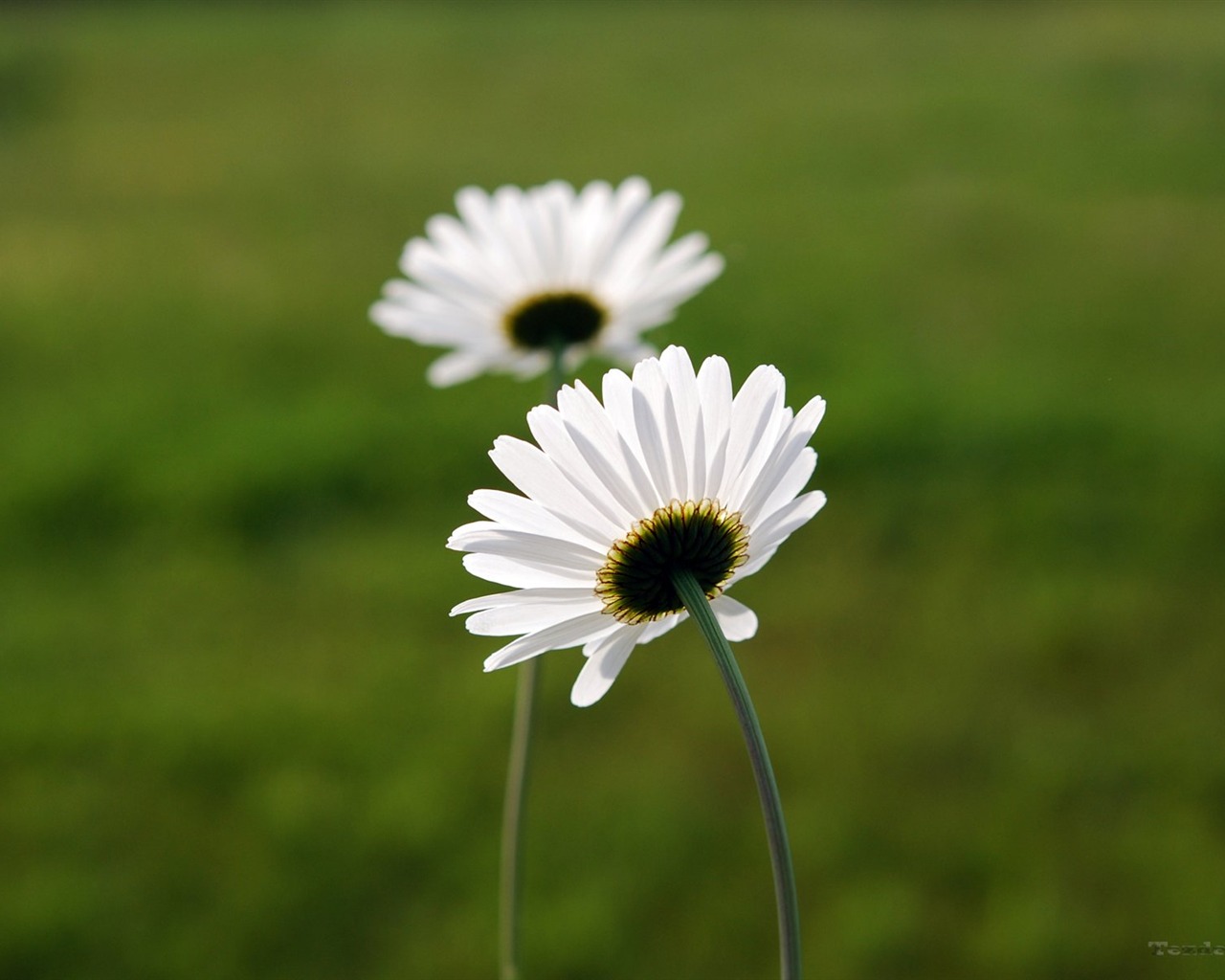 Pairs of flowers and green leaves wallpaper (1) #9 - 1280x1024