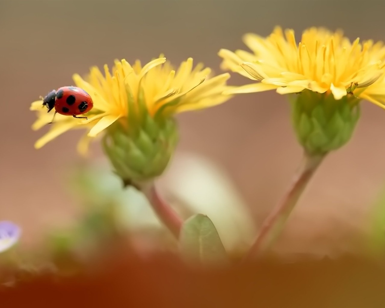 Pairs of flowers and green leaves wallpaper (1) #10 - 1280x1024