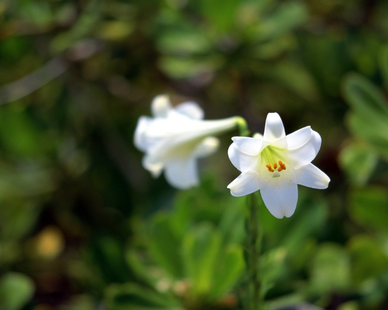 Pairs of flowers and green leaves wallpaper (1) #13 - 1280x1024