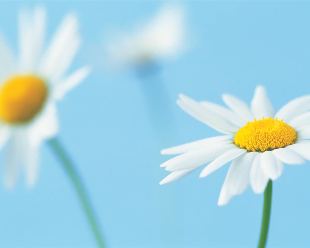 Pairs of flowers and green leaves wallpaper (1) #14 - 1280x1024