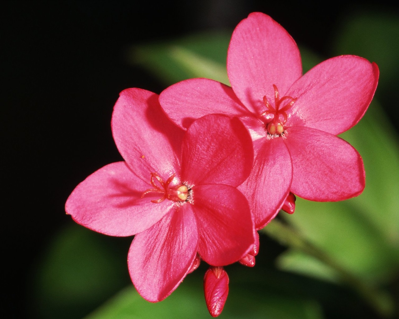 Pairs of flowers and green leaves wallpaper (2) #1 - 1280x1024