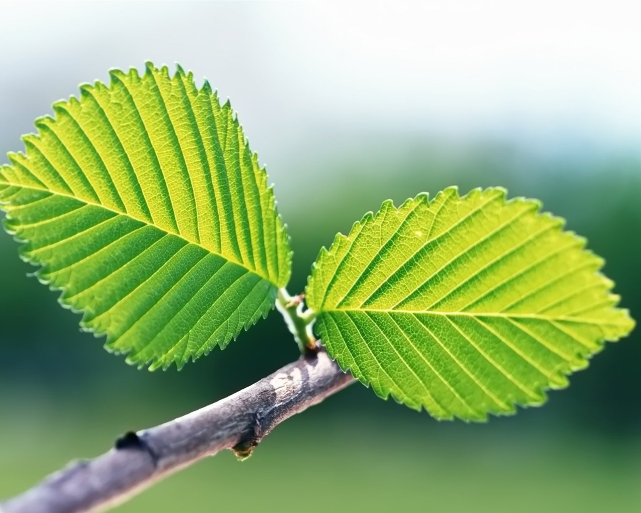 Pairs of flowers and green leaves wallpaper (2) #2 - 1280x1024